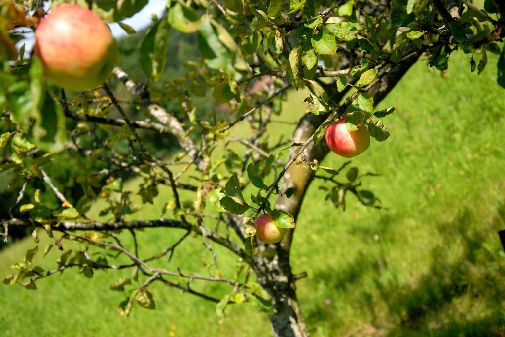 Fruehstueckspension Wiesenhaus Miesenbach  Eksteriør bilde